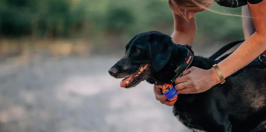 Person attaching a blue and orange LED safety light to a black dog's collar outdoors.